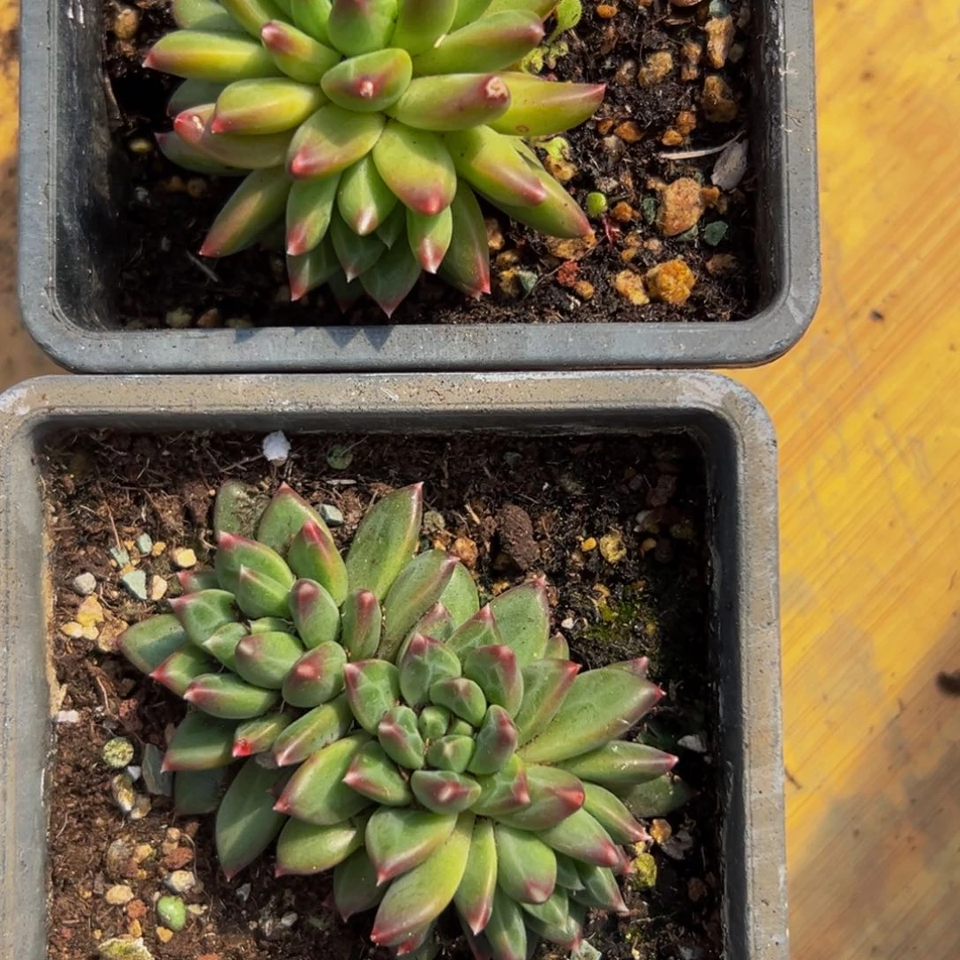 2颗大小不等大小不等