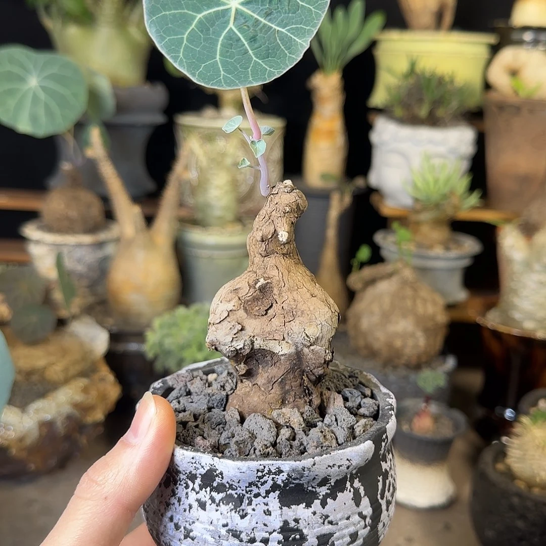 一物一拍老家一叶龟180