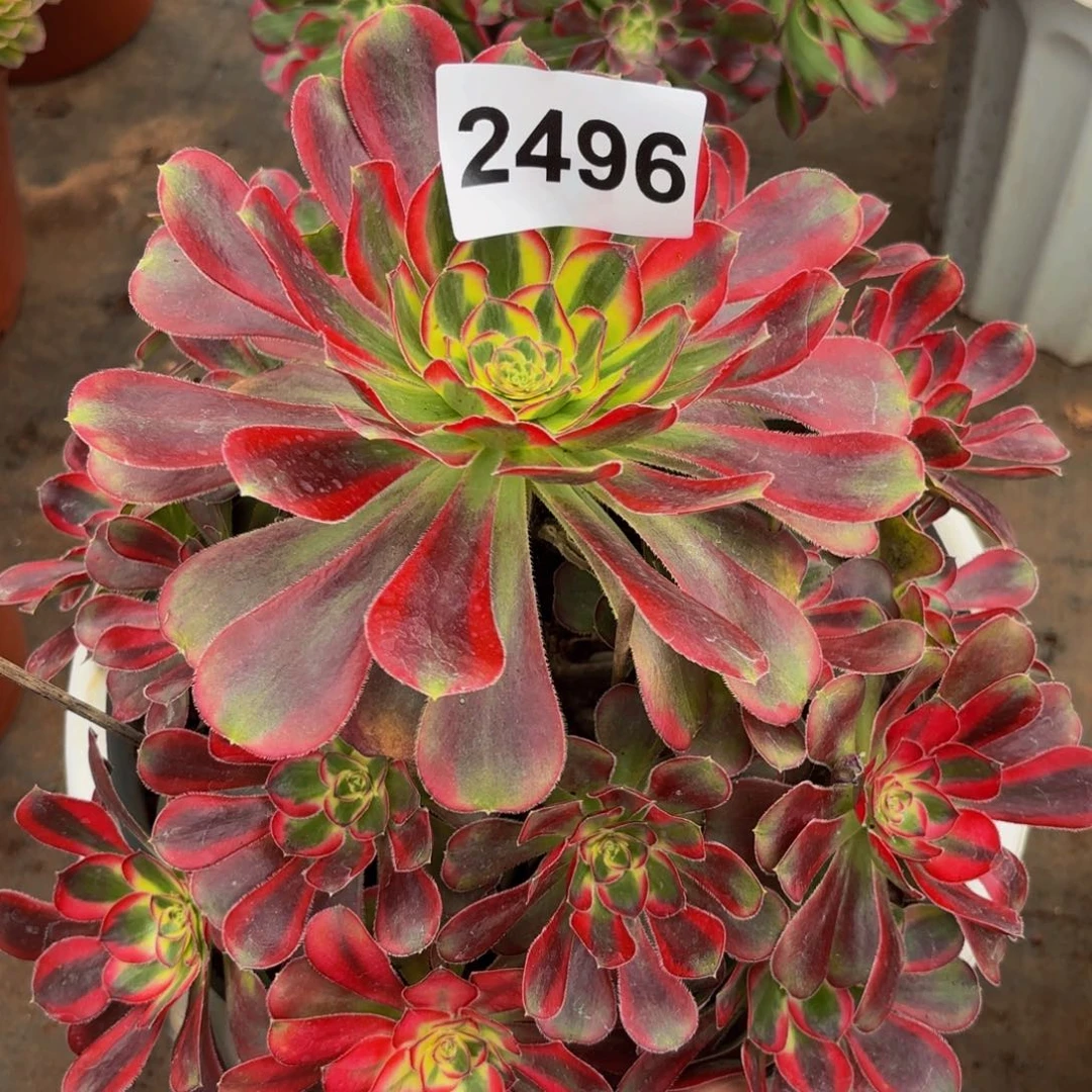 2496多肉植物冰激凌