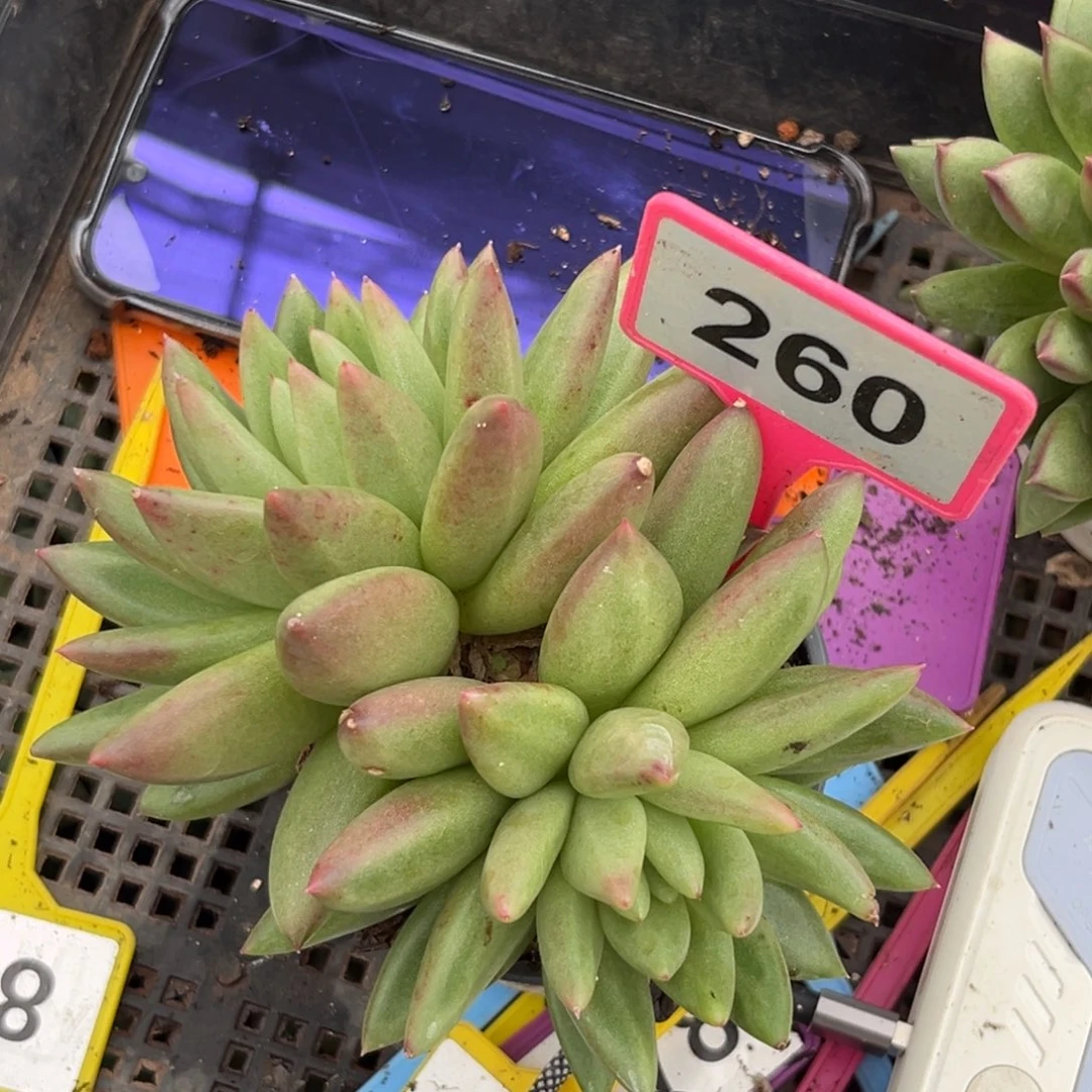 克里斯朵一物一拍260