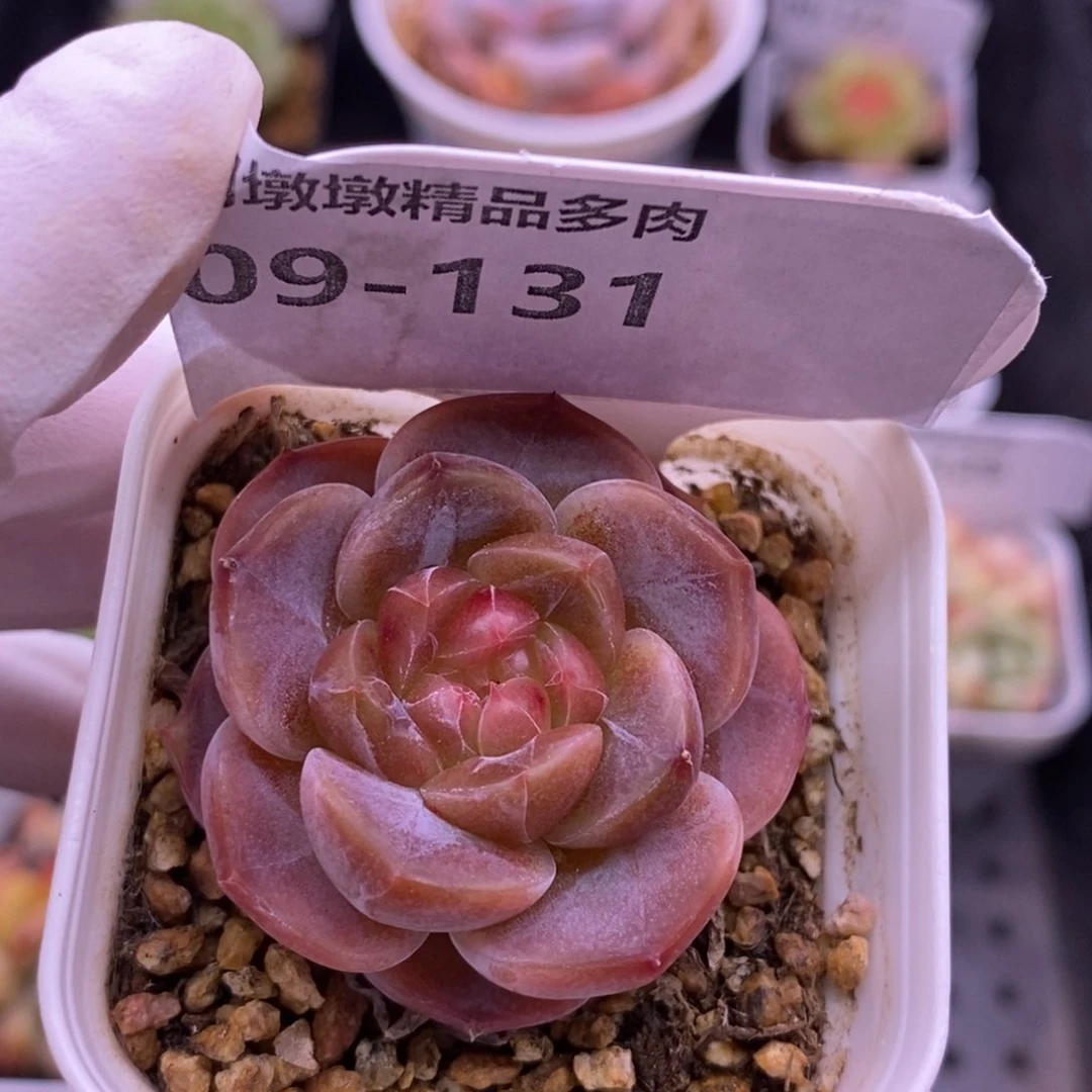 【闪购商品】09-131