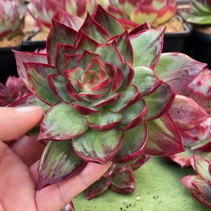 惊鸿仙子多肉植物3802