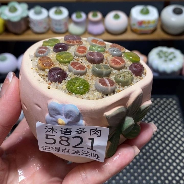 带盆土植物 一物一拍5821