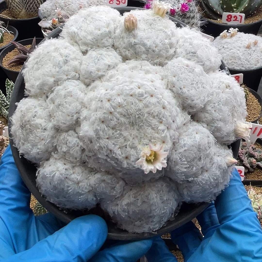 实生日系高绒羽毛佛头白星10年