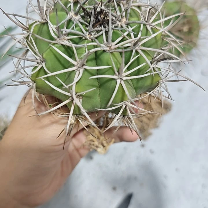 一物一拍，实生仙人球！
