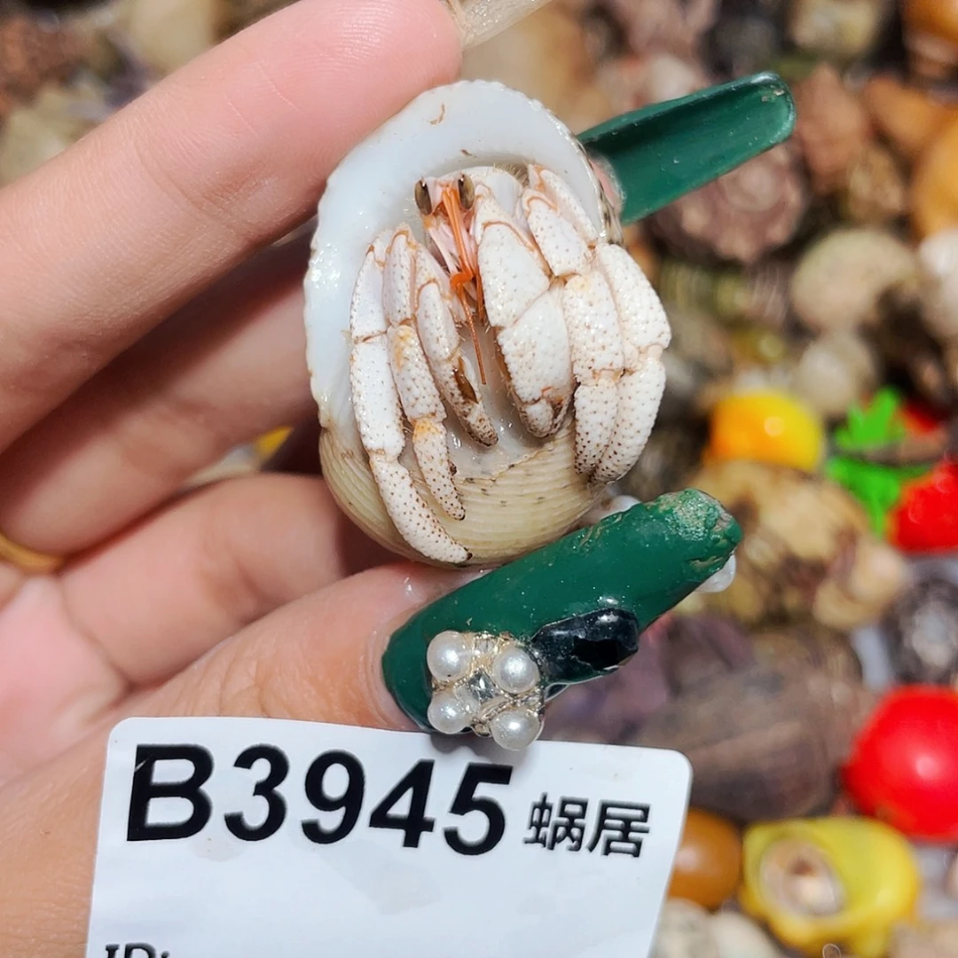 寄居蟹寄居蟹3945