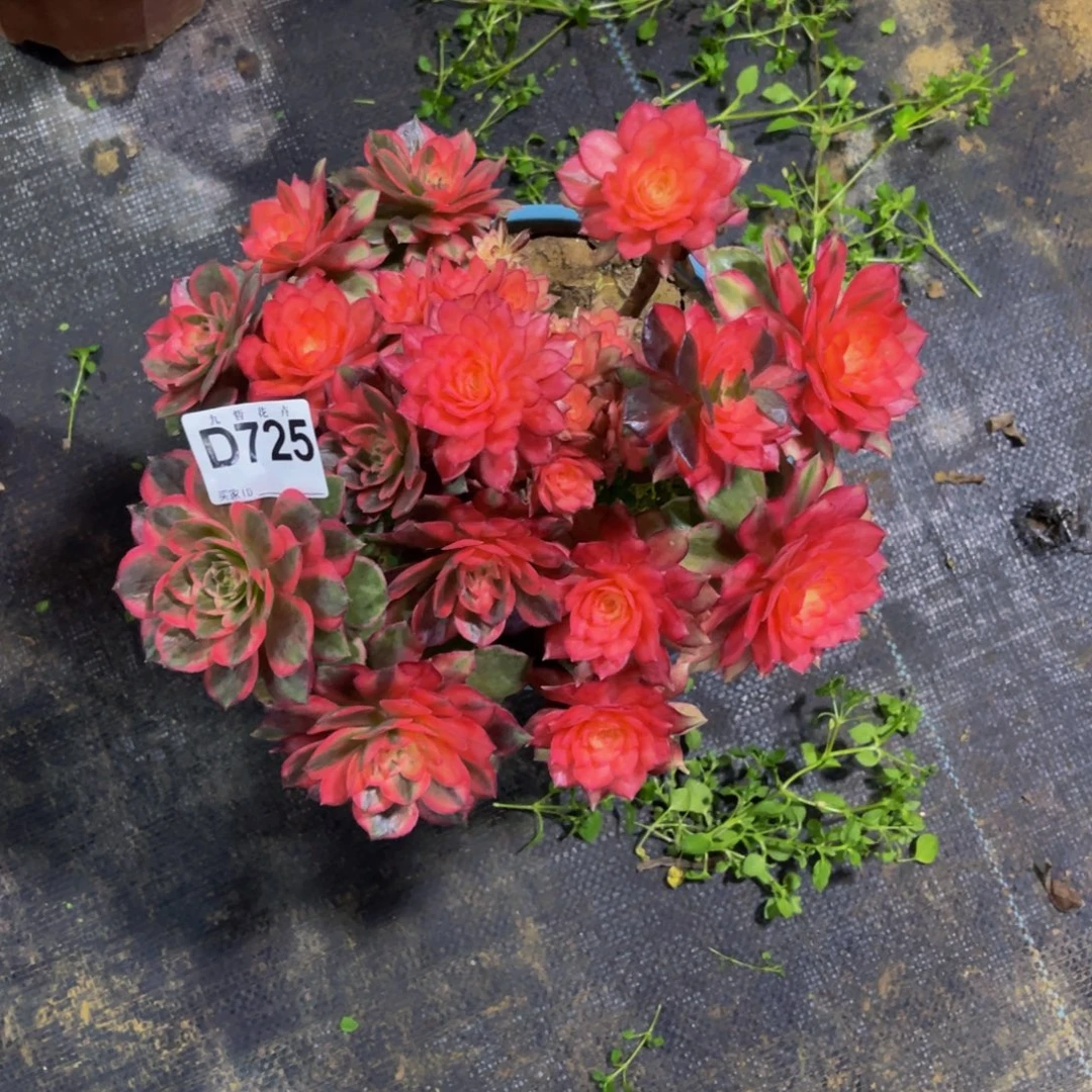 辰***雁72500黑魔锦福利一颗