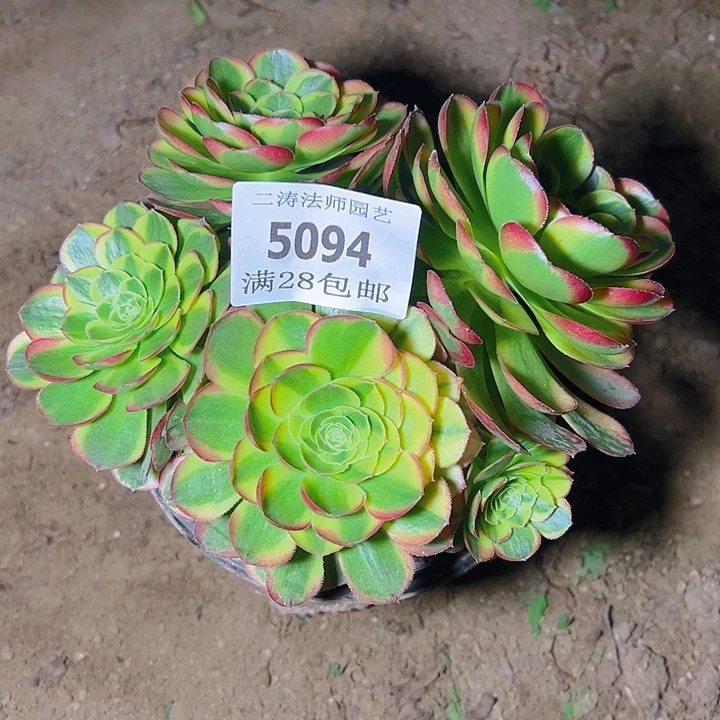 5094老桩奶白多肉植物