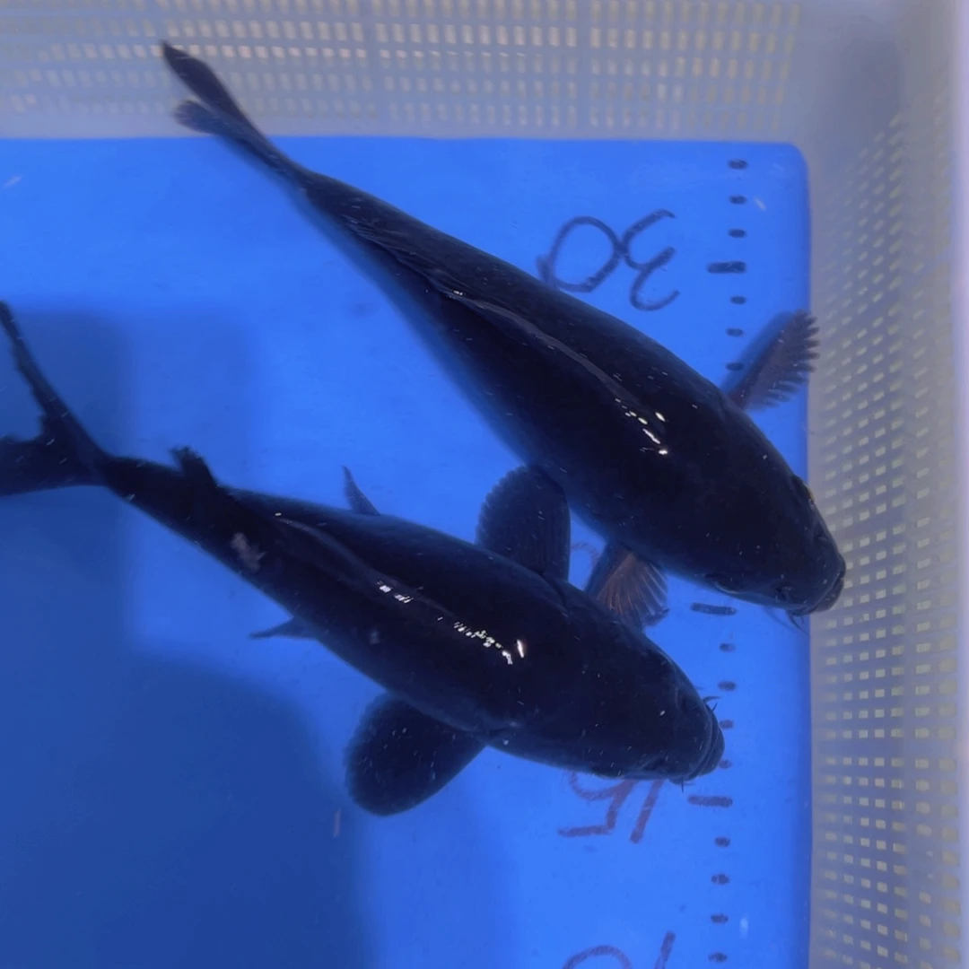 锦鲤锦鲤蝴蝶鲤鱼包邮