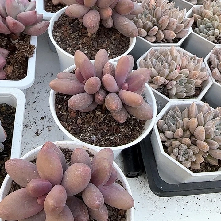 韩***肉青蛙王子儿童牙膏111