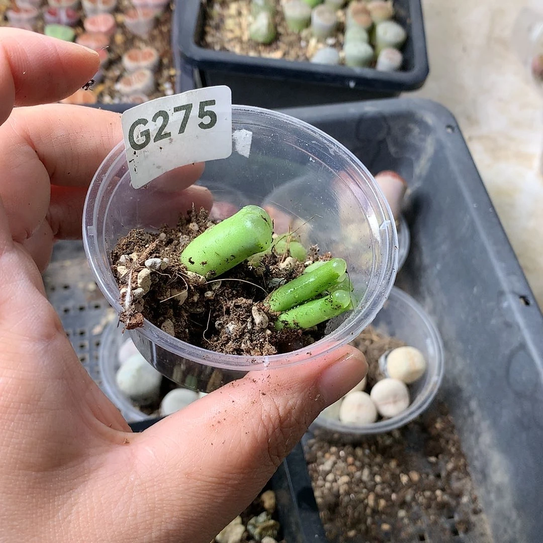 A****ᐝG275多肉植物保护