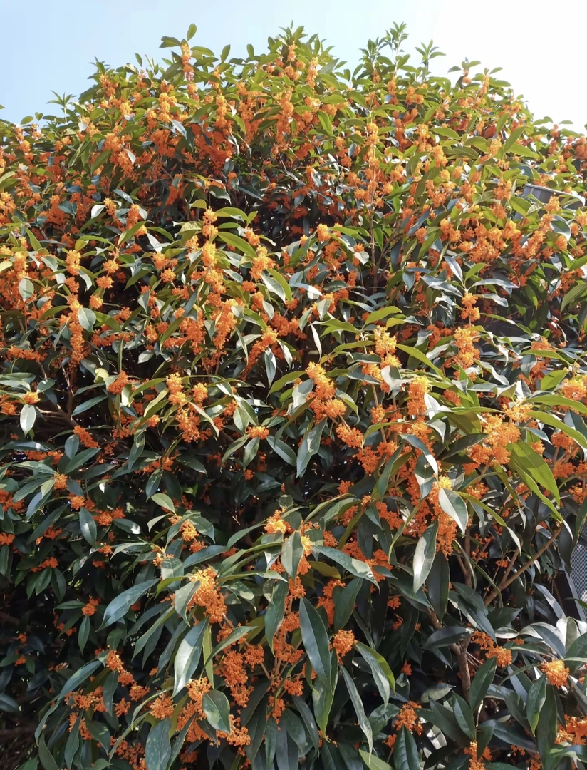 庭院金桂石楠花丹桂浓香爆花盆栽植物室内桂花绿植桂花树绿植盆栽