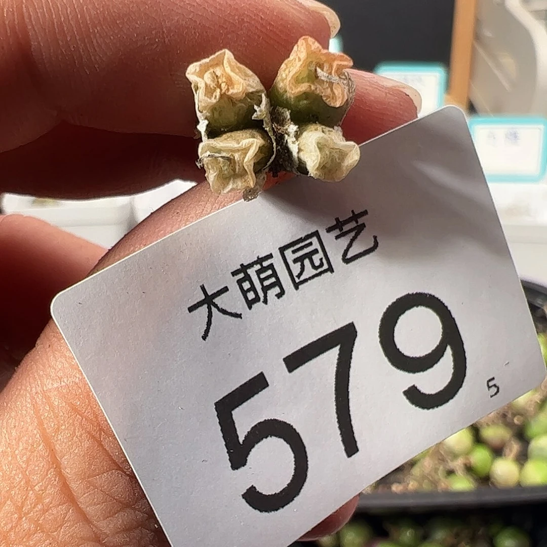 0000579 一物一拍……