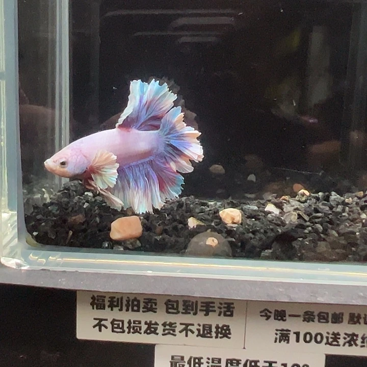 斗鱼跑单拉黑6日50