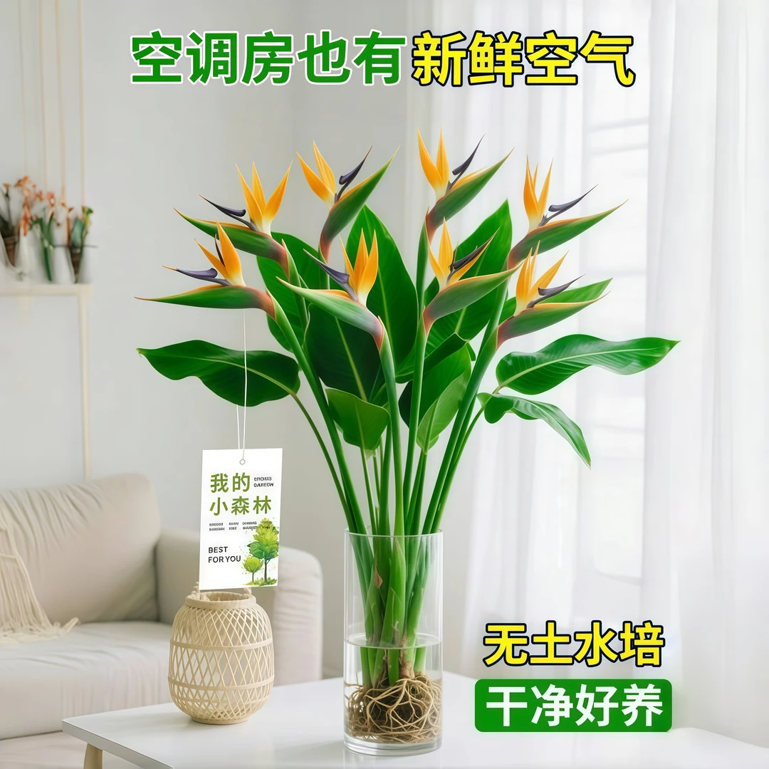 黄色【天堂鸟】花期长水培净化空气花卉办公室内驱蚊好养护耐寒客厅