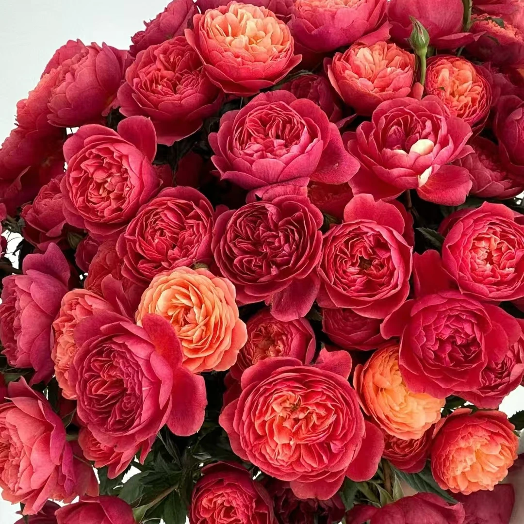 樱桃果汁 一盆多颗 四季开花 盆栽月季花 阳台庭院室内外