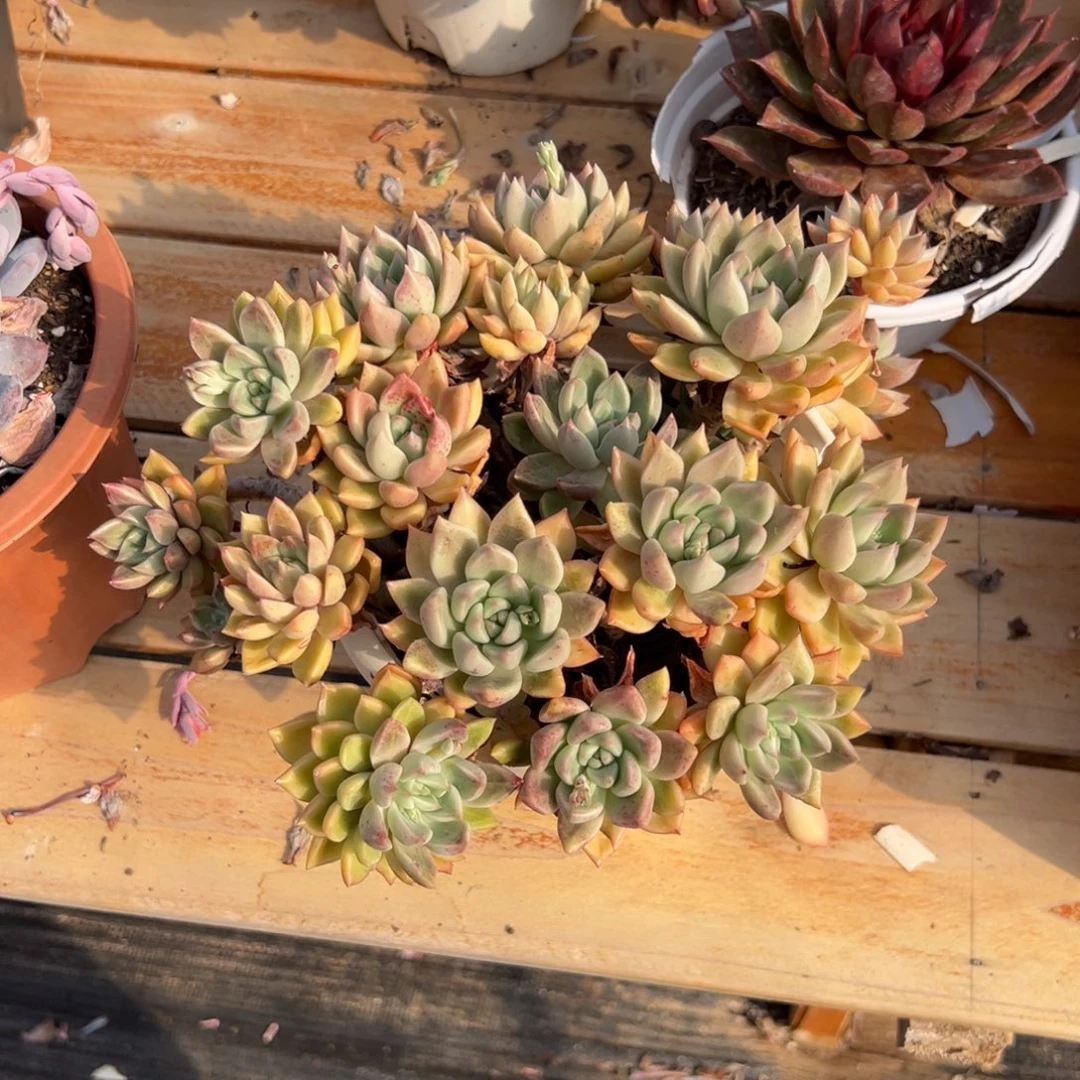 多肉植物黄金璀璨