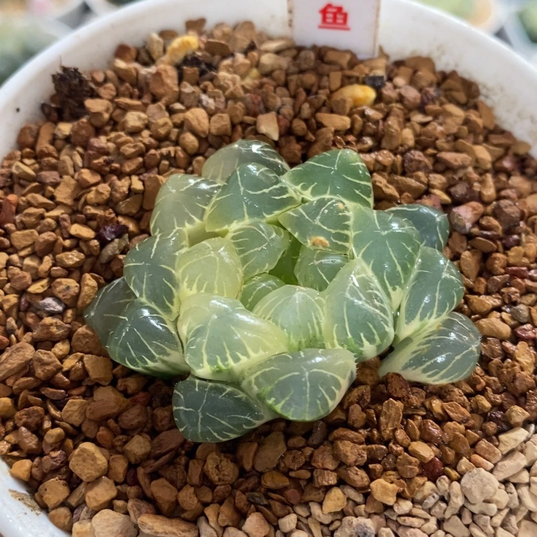 不开花植物464玉露