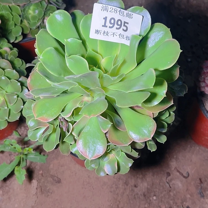 1995香妃多肉植物保护