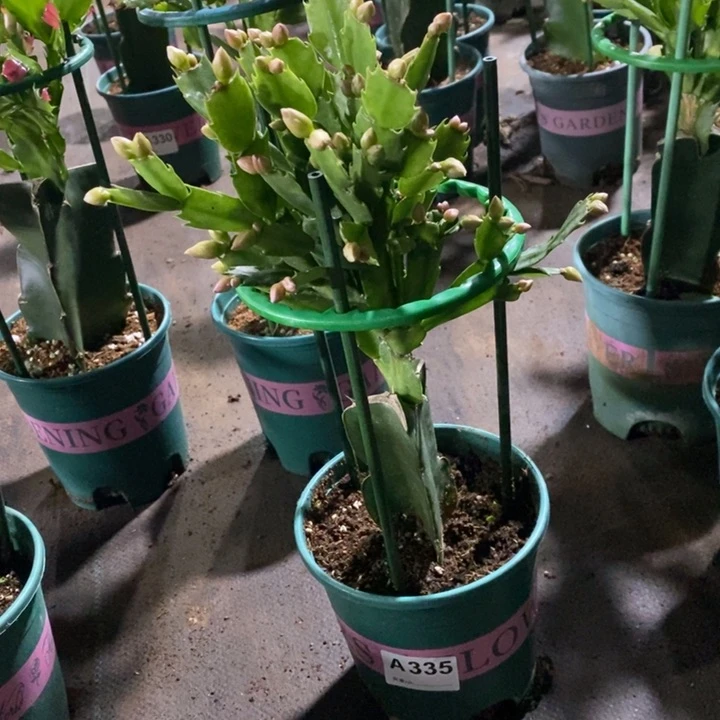 当前无花栽培后可以开花超335嫁接011