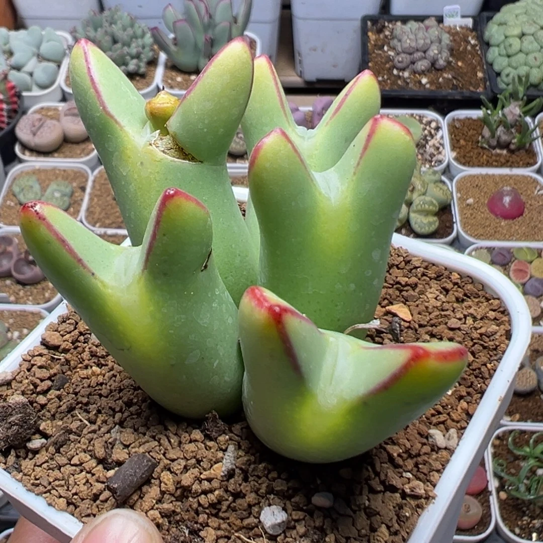 210多肉植物百科植物