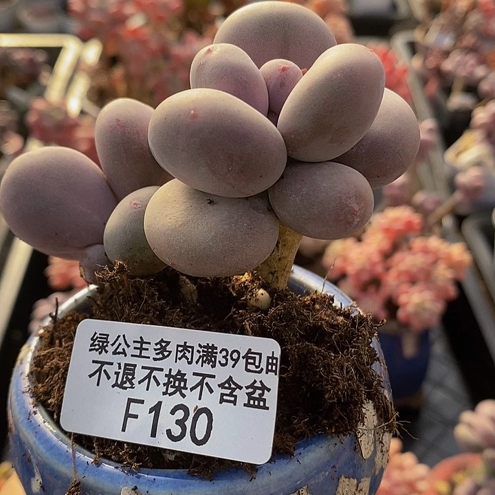 大叶奶老桩130多肉植物