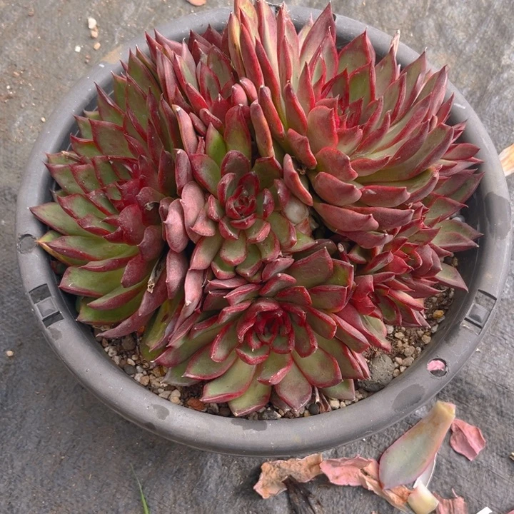 野马东云多肉植物6 7 6