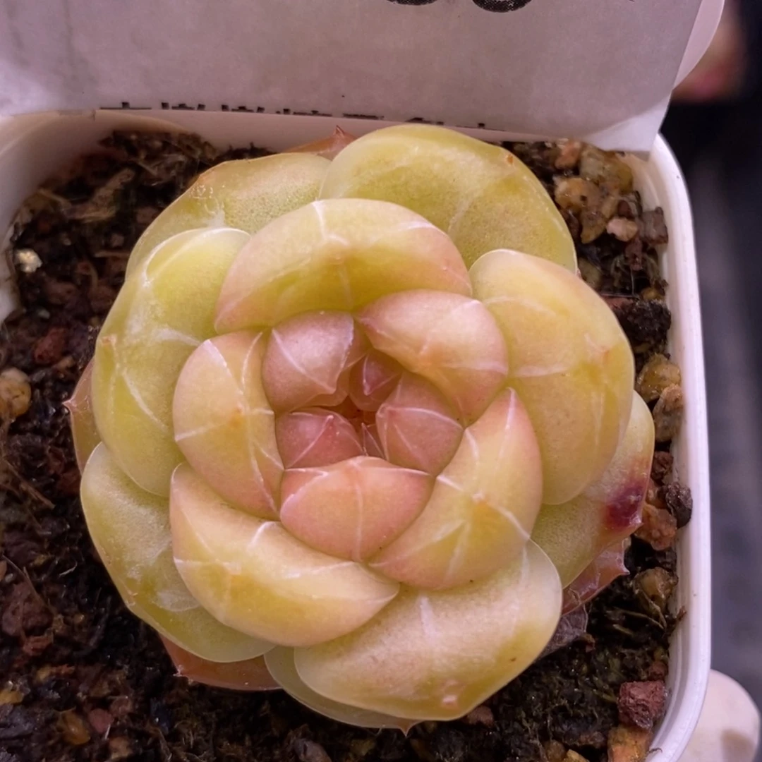 【闪购商品】08-136