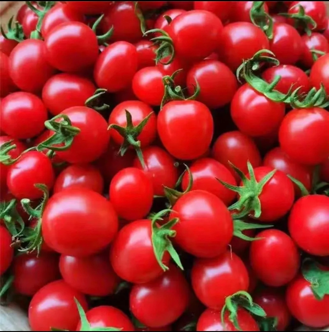 圣女果小番茄小西红柿新鲜生吃应季水果酸甜可口爆汁爽口