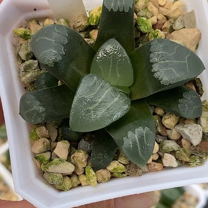 2Fl8 克锦一物一拍