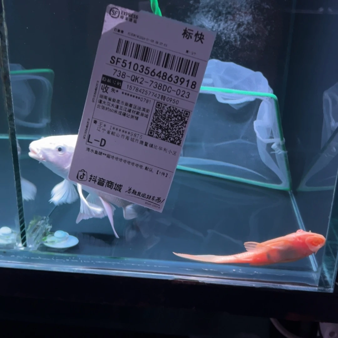 海水鱼雄**翅哈哈哈哈哈哈哈哈哈