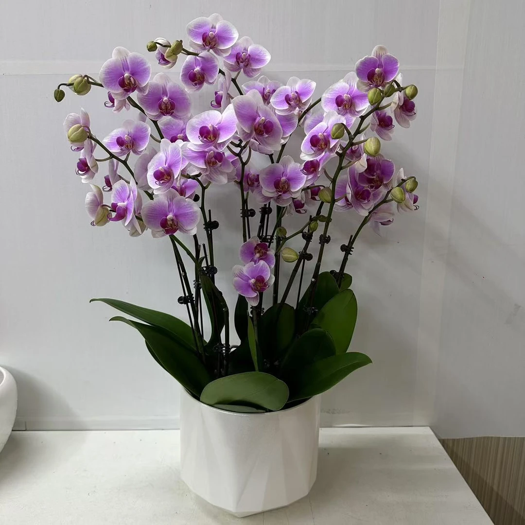 [A3粉精灵] 精品蝴蝶兰室内花客厅办公室桌面花高端花卉