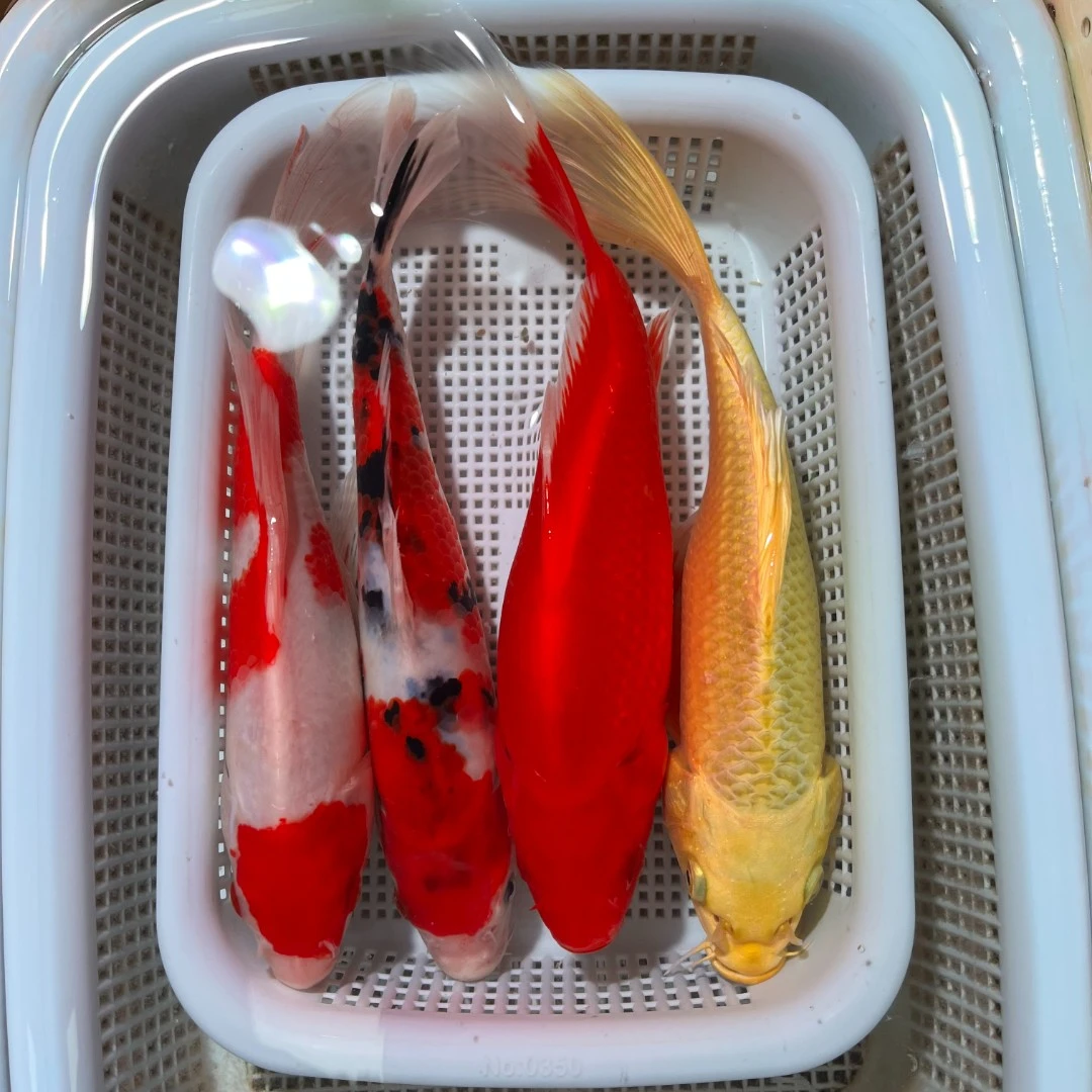 （234）18-20cm  1黄1红草1三色1红白  观赏鱼