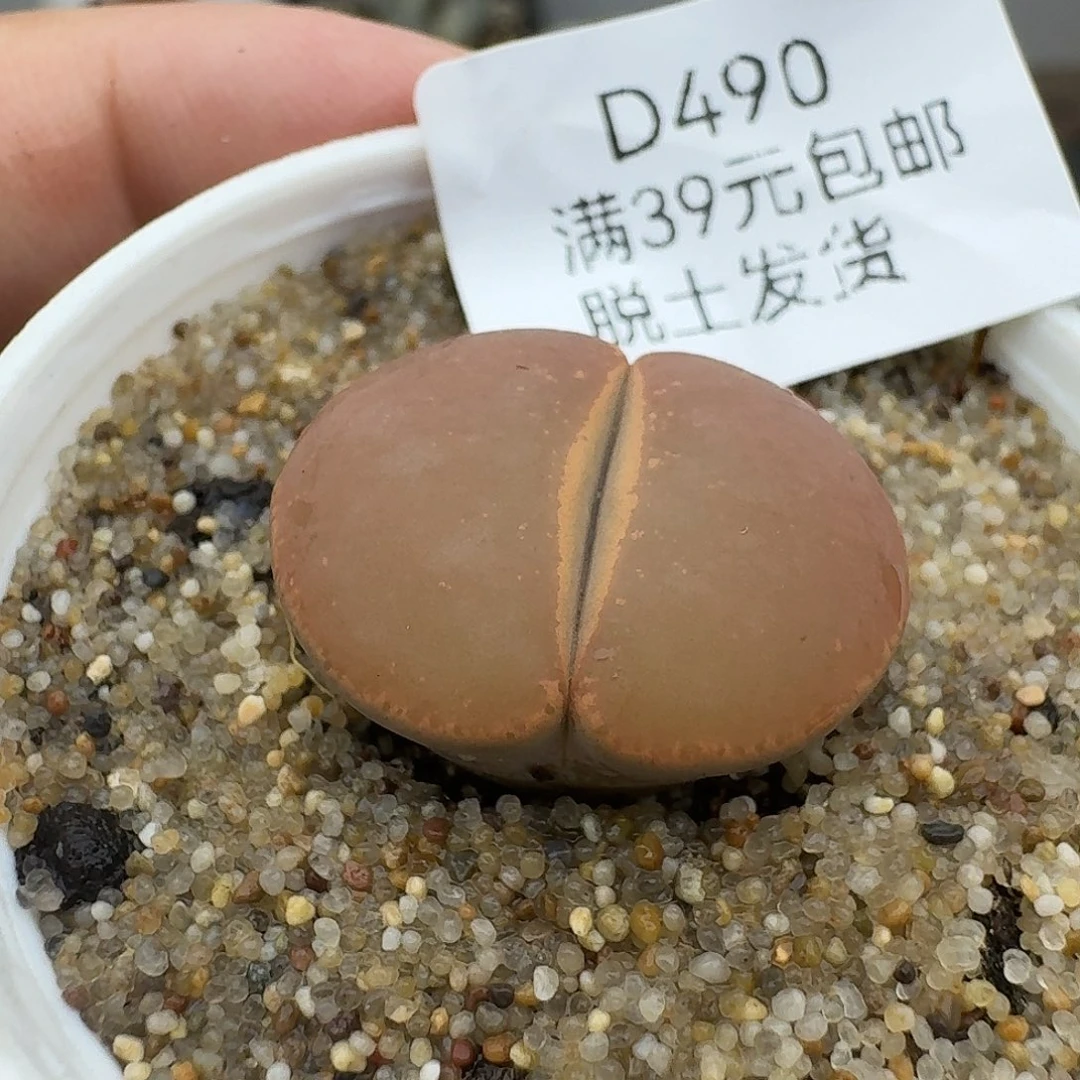 490多肉回国后哥哥哥哥