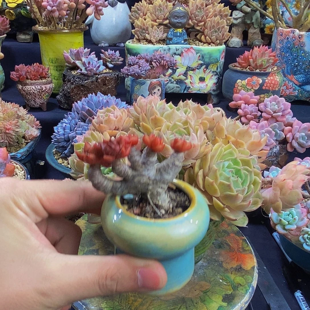 后***七大和锦朵朵缀带盆发货