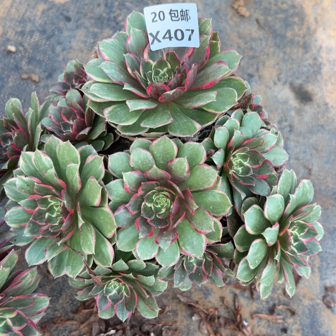 407粉花妖，满20包邮