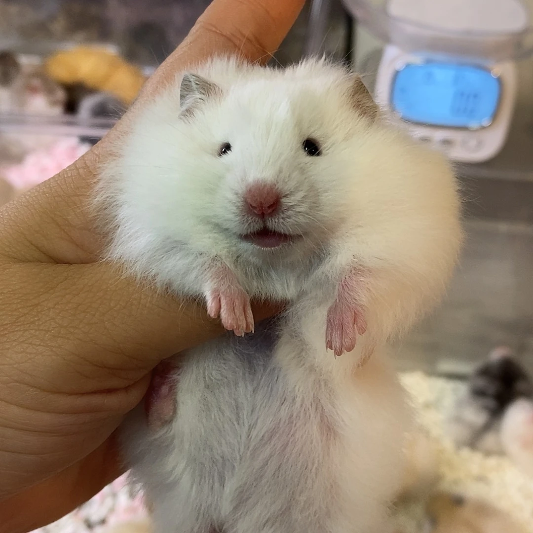 10/10直毛白熊弟弟