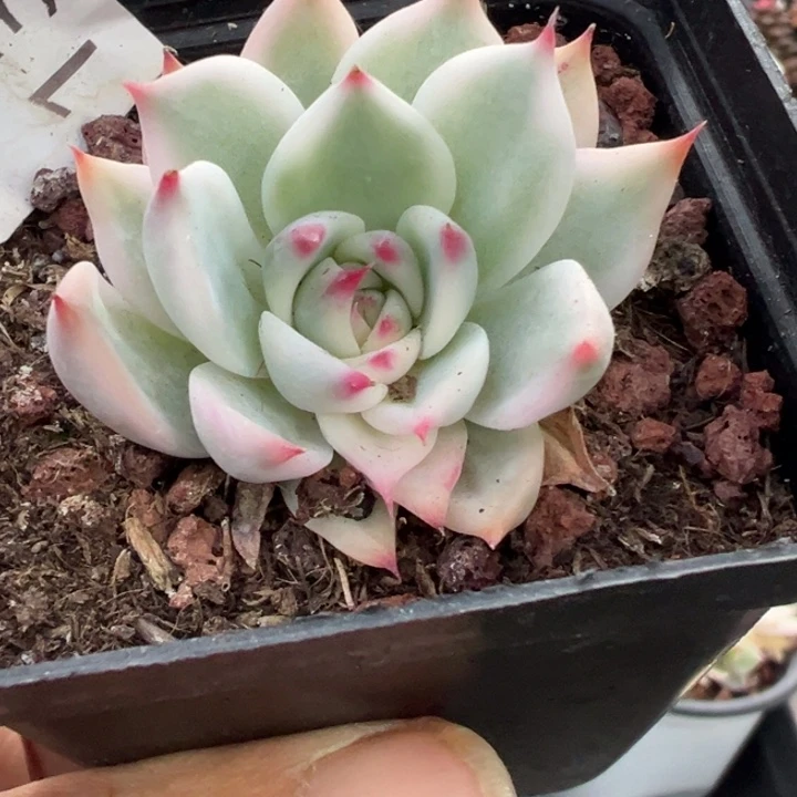 吉娃娃锦多肉植物1326