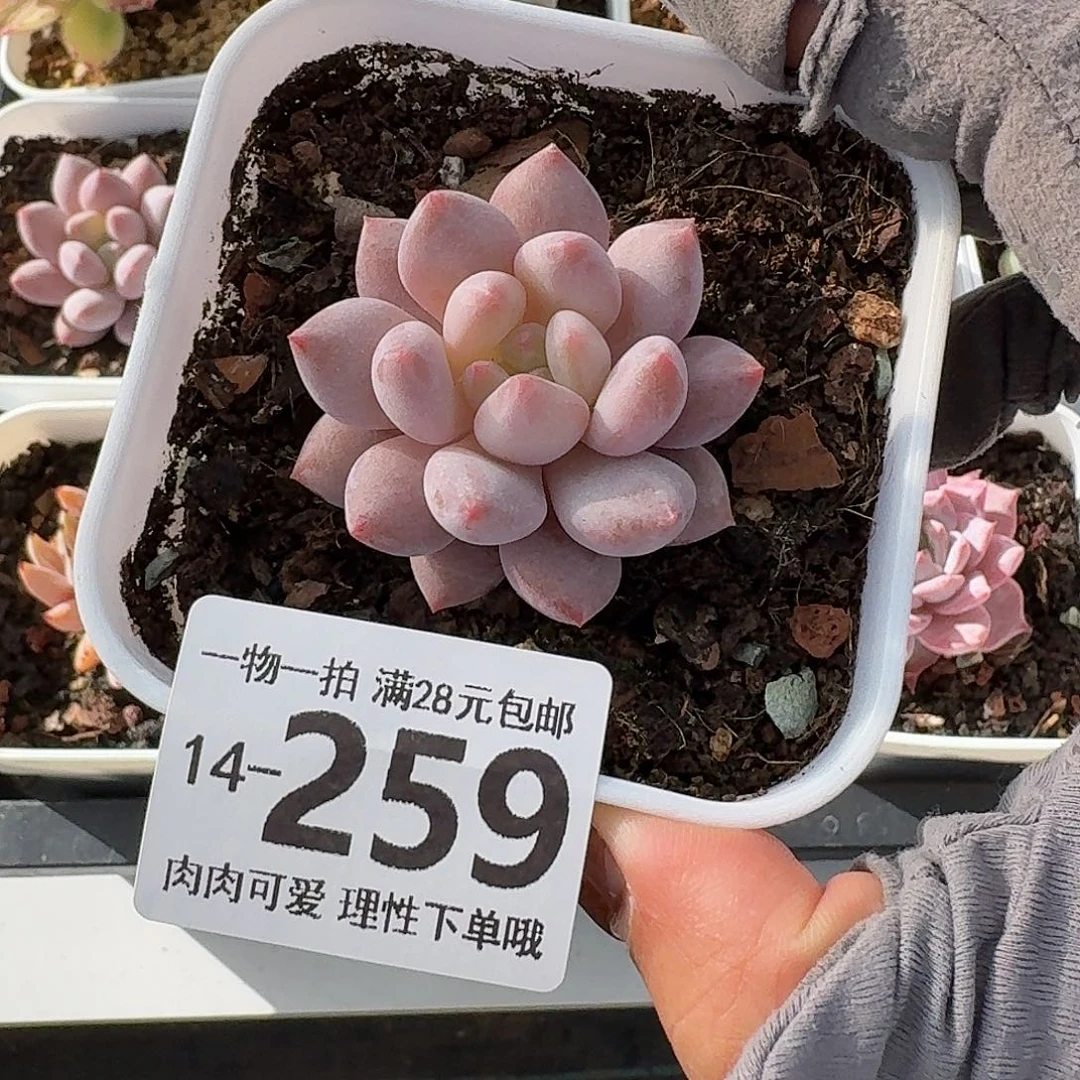 半夏无盆土发货无