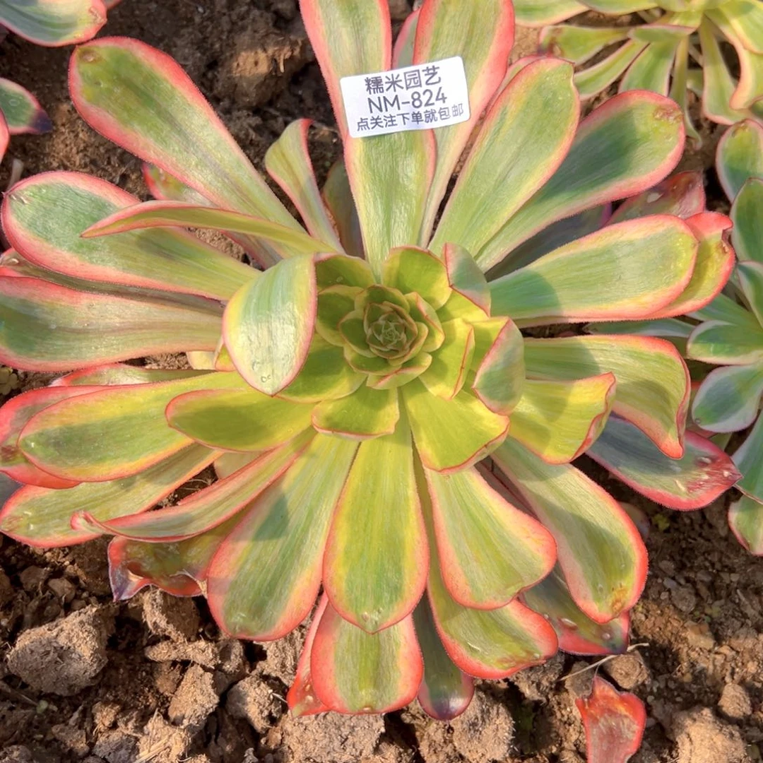 巫毒白多肉植物824