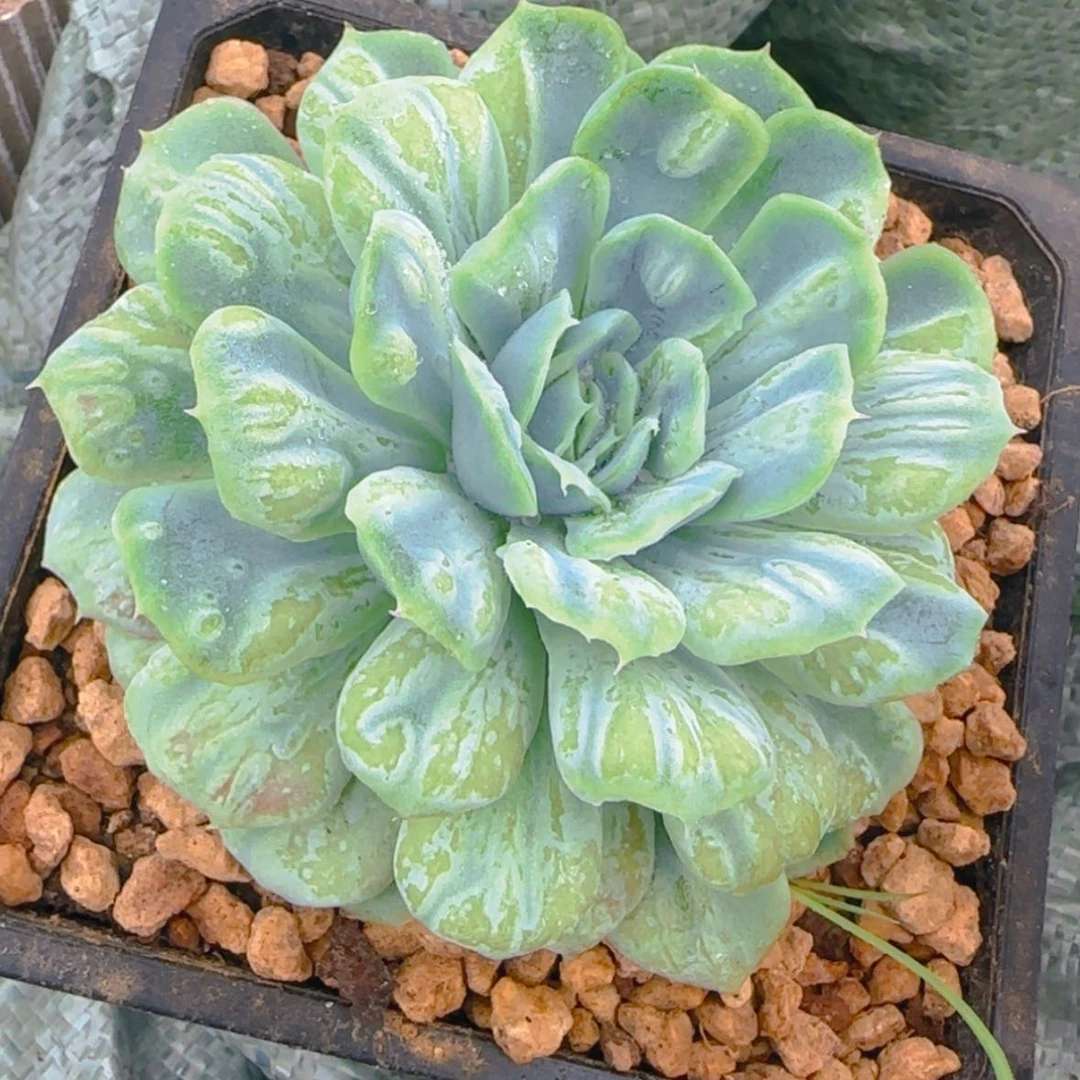 【闪购商品】大单头泡泡纱裙