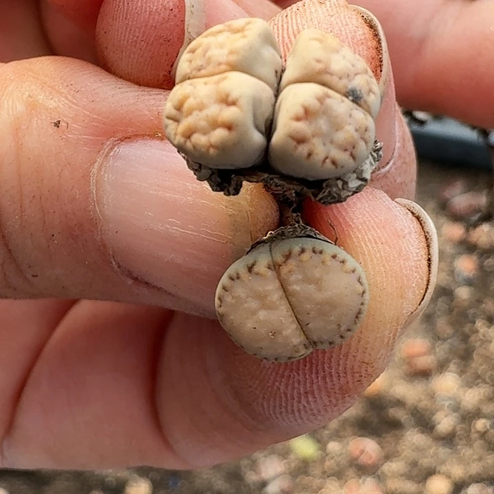 生石花22222。   152