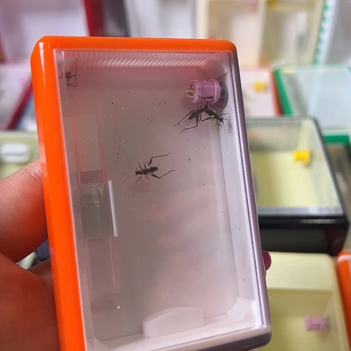 蟋蟀无虫哈哈哈哈哈哈哈哈哈