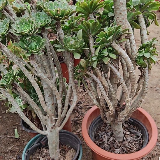 然***爱两颗原始绿加急15