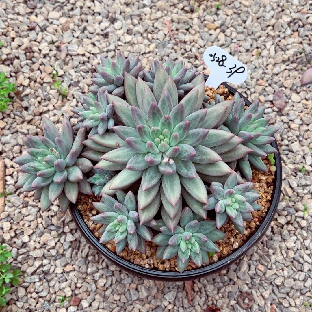 <****90528-39宽体红蜻蜓