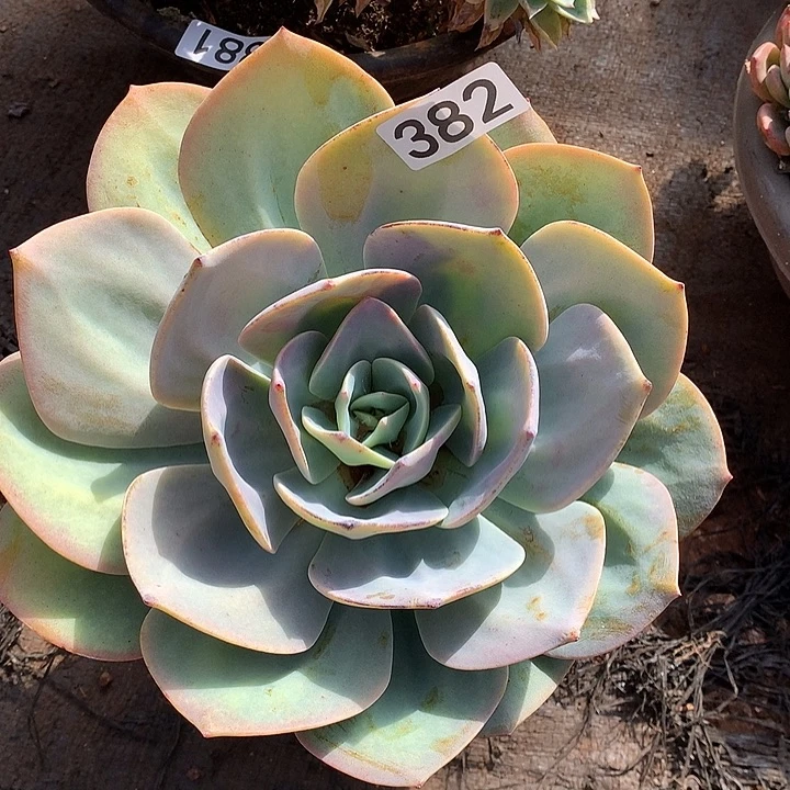 382凤 一物一拍多肉