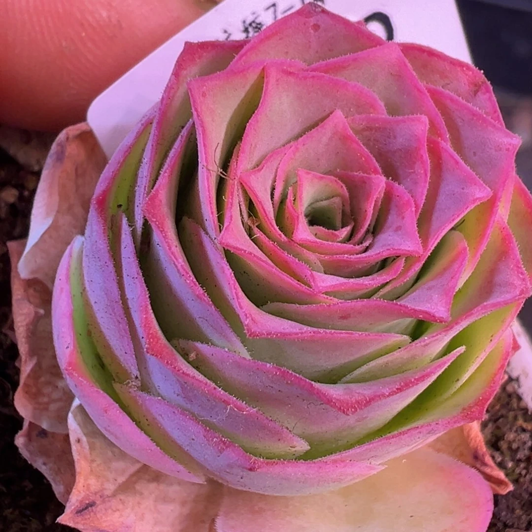 自**长福袋 福袋TT039