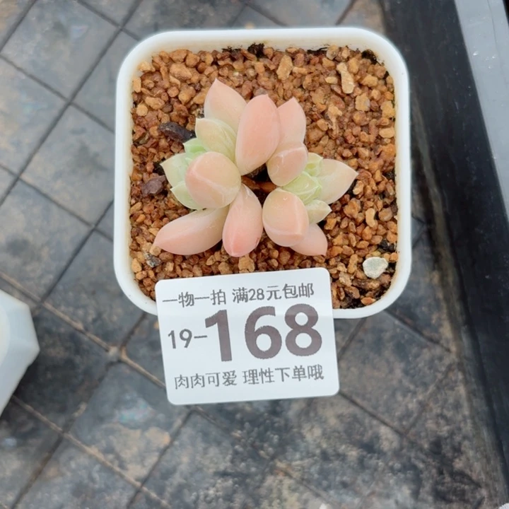 三色奶无盆土发货多肉多
