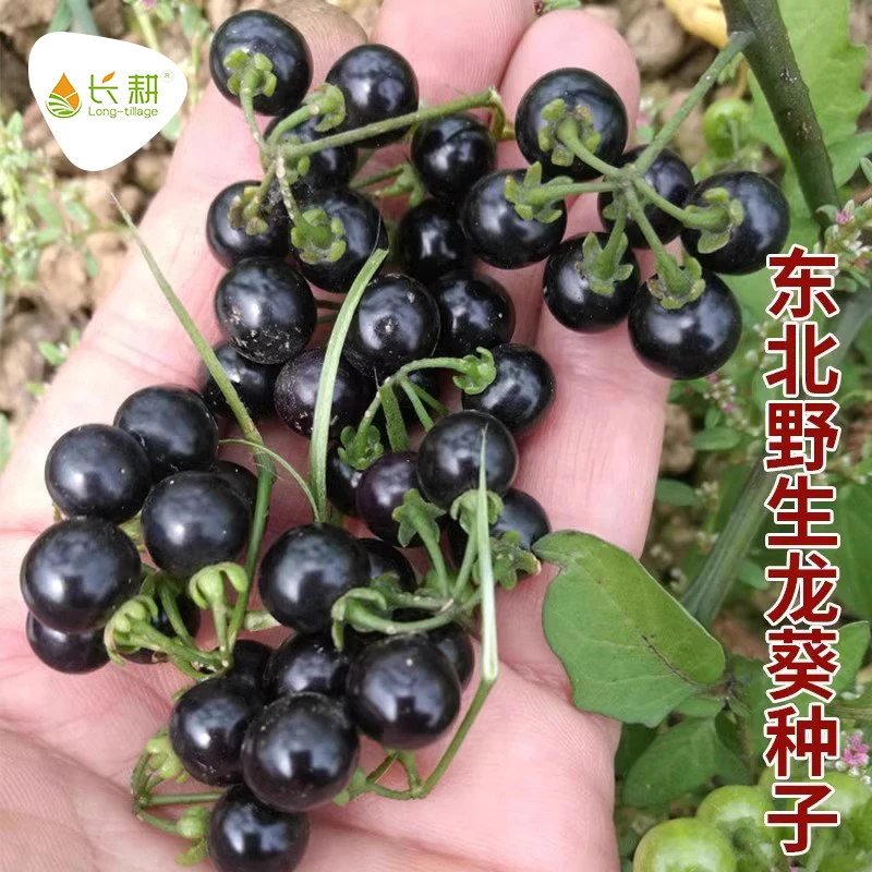东北龙葵种子黑悠悠水果黑天天苗黑黝黝籽龙葵果蔬菜种孑大全种籽