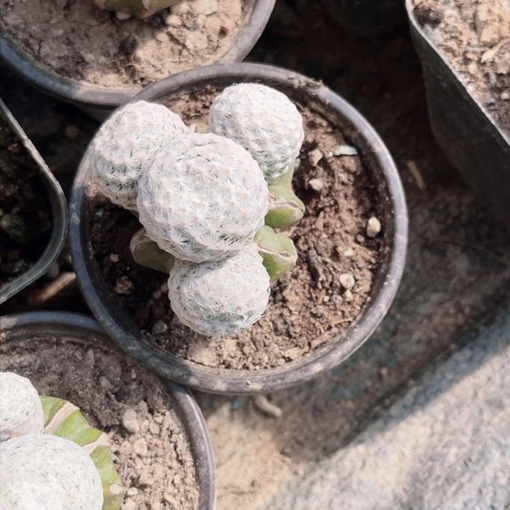 D**N白鸟苗接草球仙人球